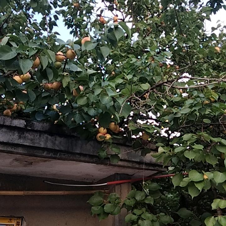 快乐平安7956