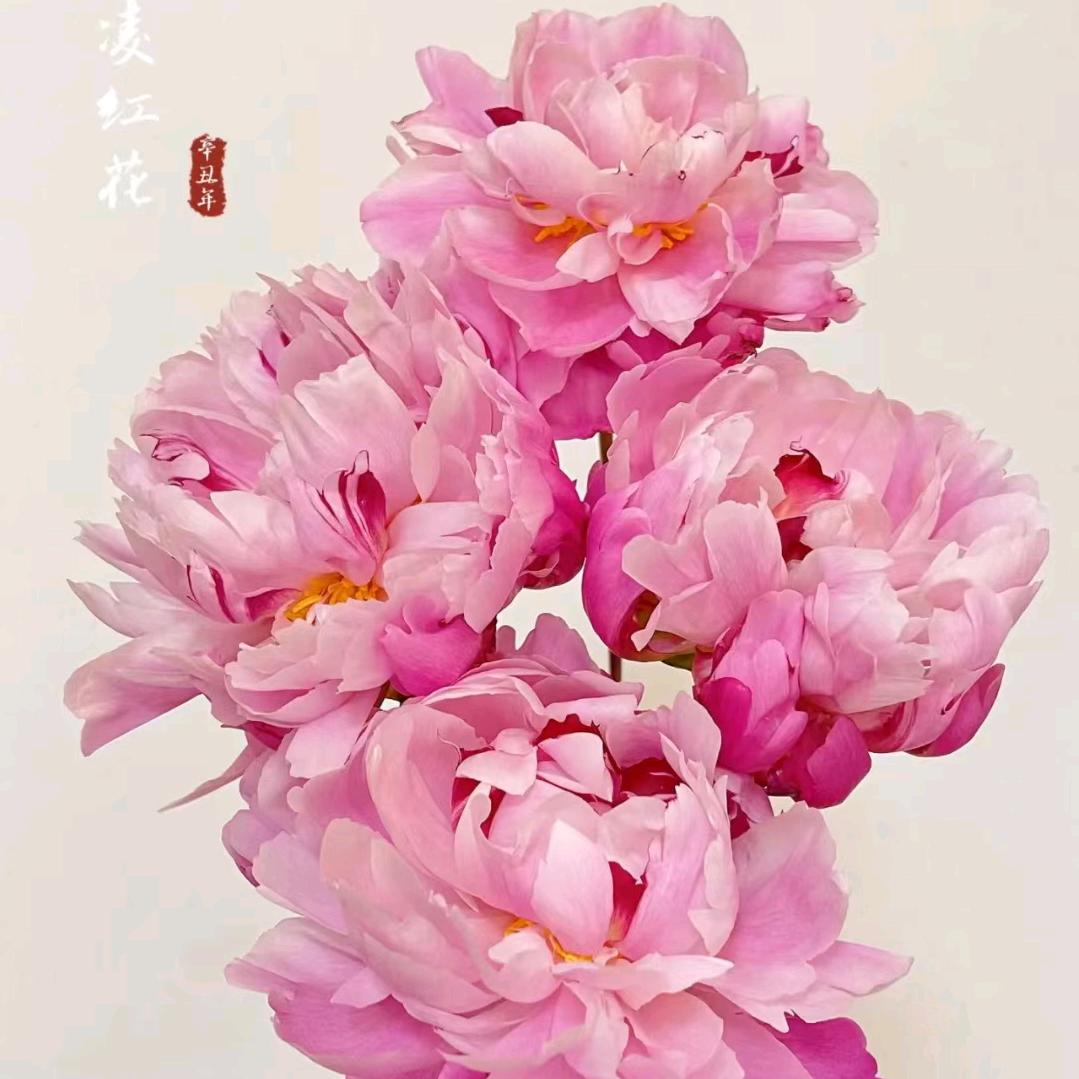 &向阳而生咯