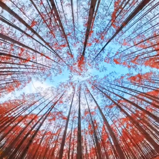 不晓得🤷‍♂️