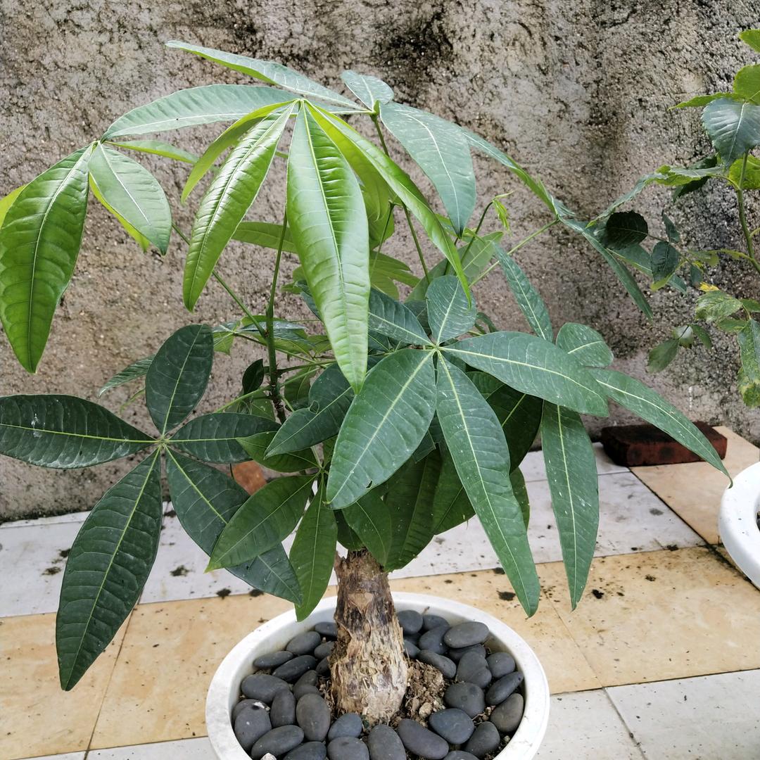 ，婷美缘养生馆，介绍婚姻