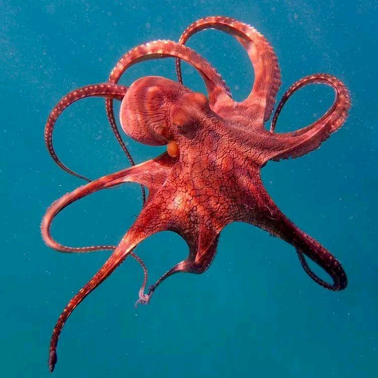 会飞的章鱼🐙🐙🐙🐙
