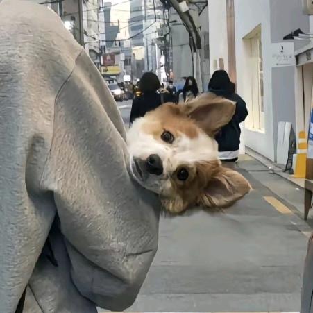 是陈呀
