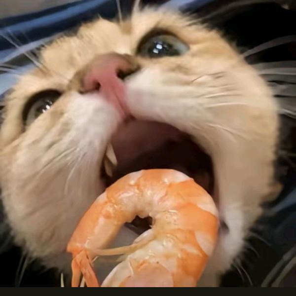 猫吃鱼🐟