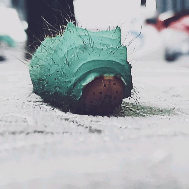 毛毛虫的天空日常生活视频前几期真有毛毛虫