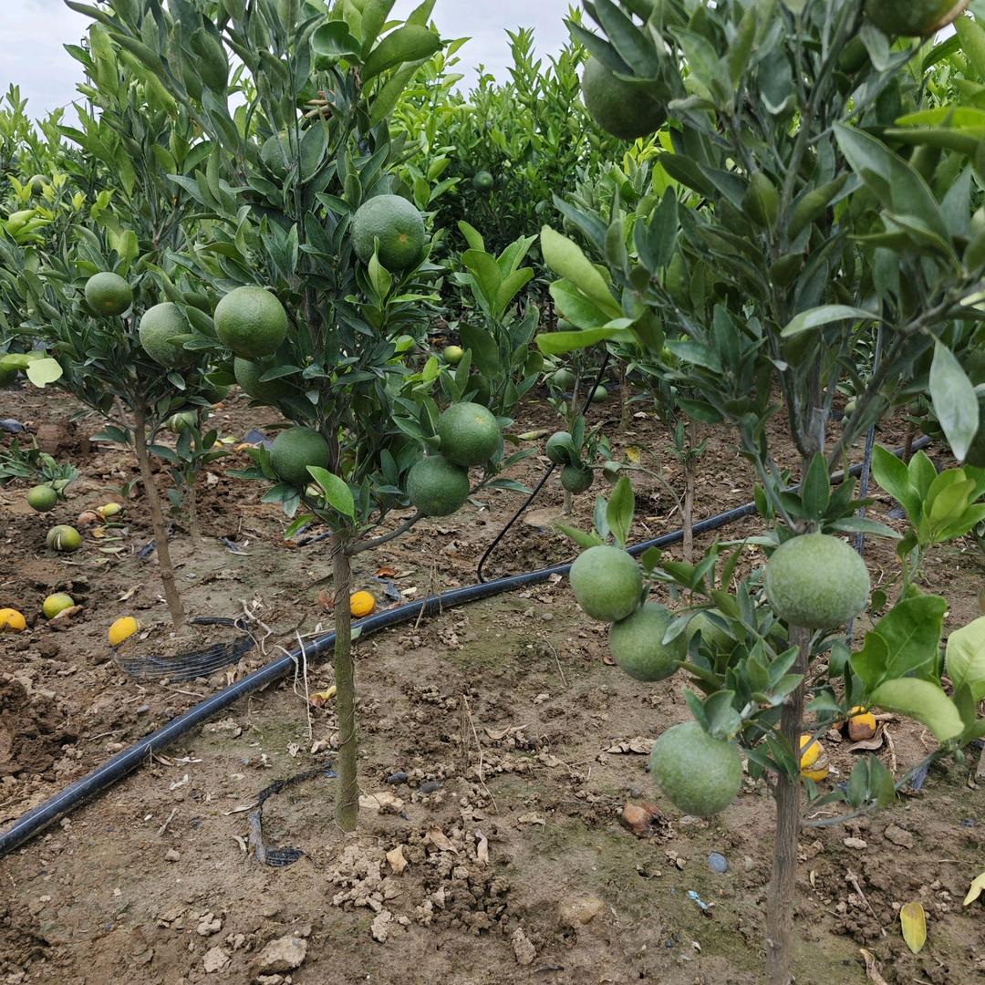 现代荣发苗木种植专业合作社