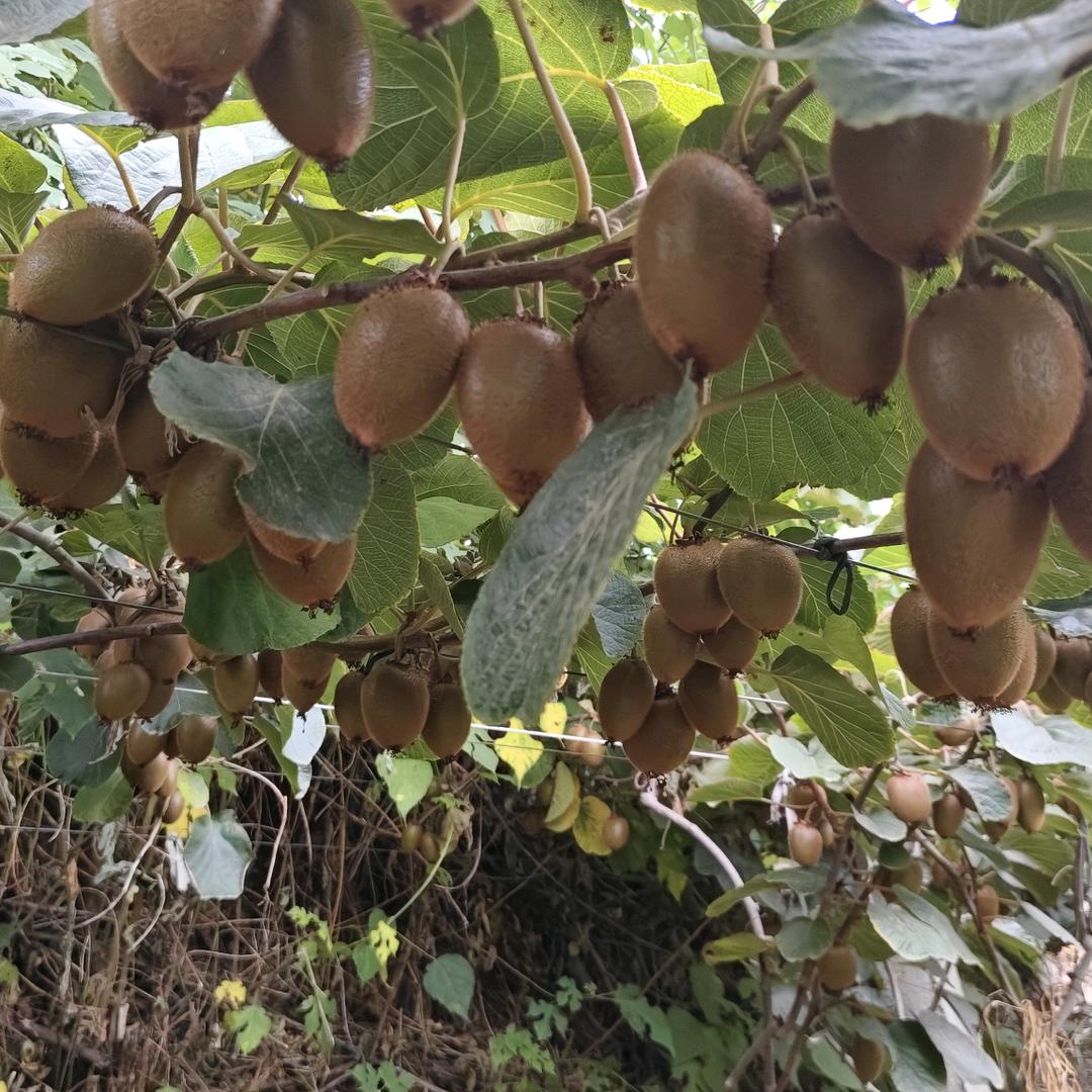 多多乐农产品店（陕西特产猕猴桃）