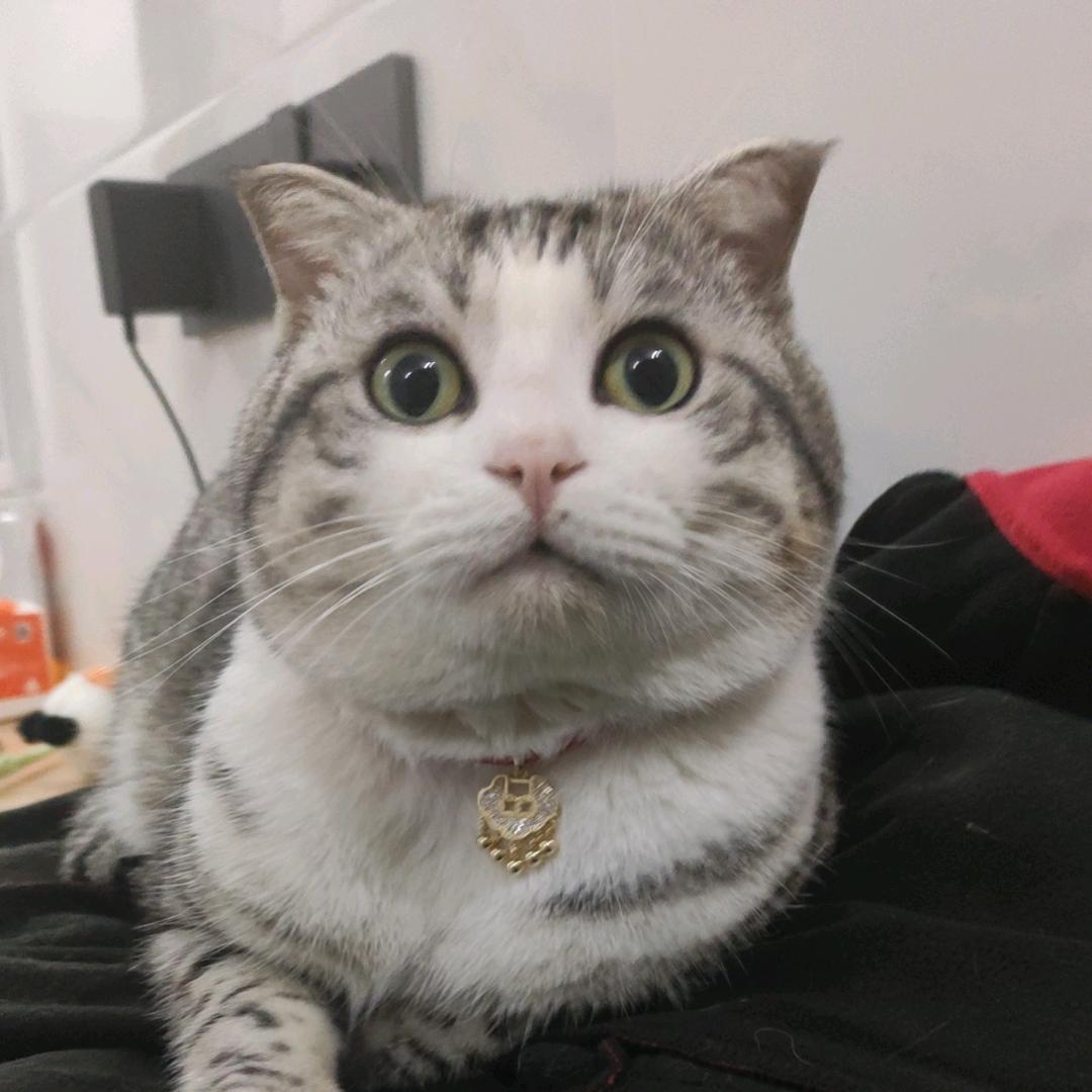 Oo猫咪老师oO