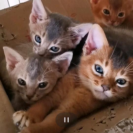 小宠xo 阿比西尼亚猫纯种幼猫出