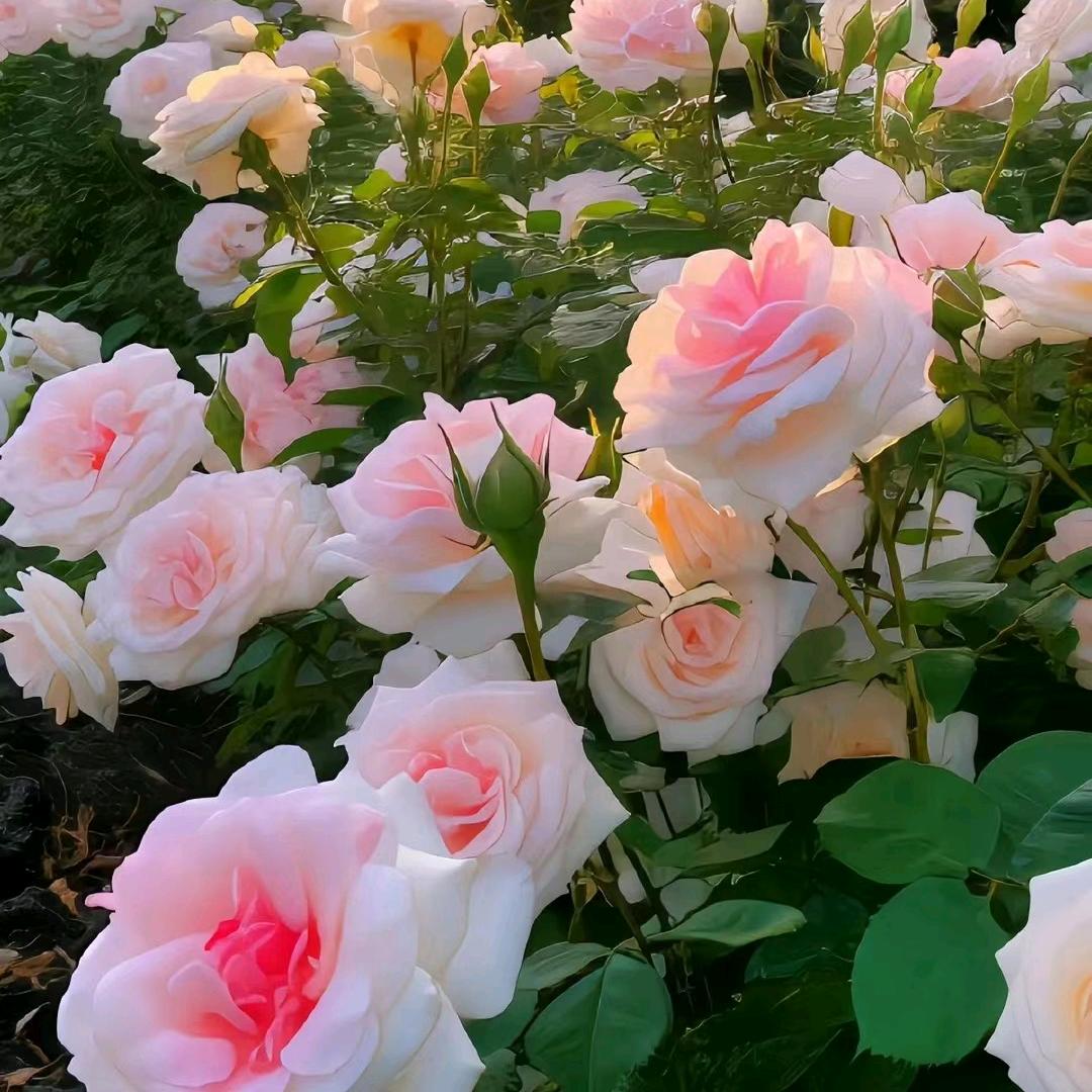 喜杨杨(❁´◡`❁)