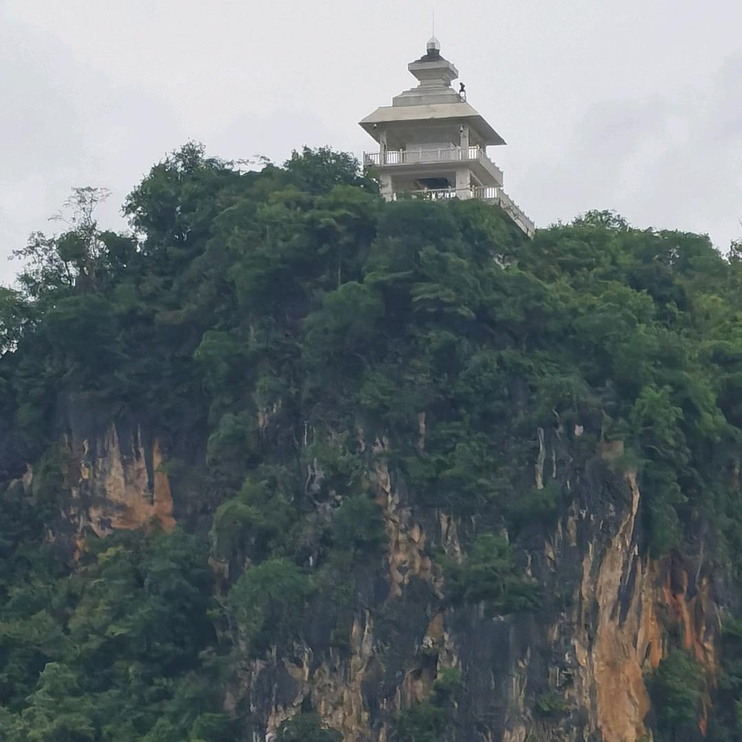 五翅莓盆景