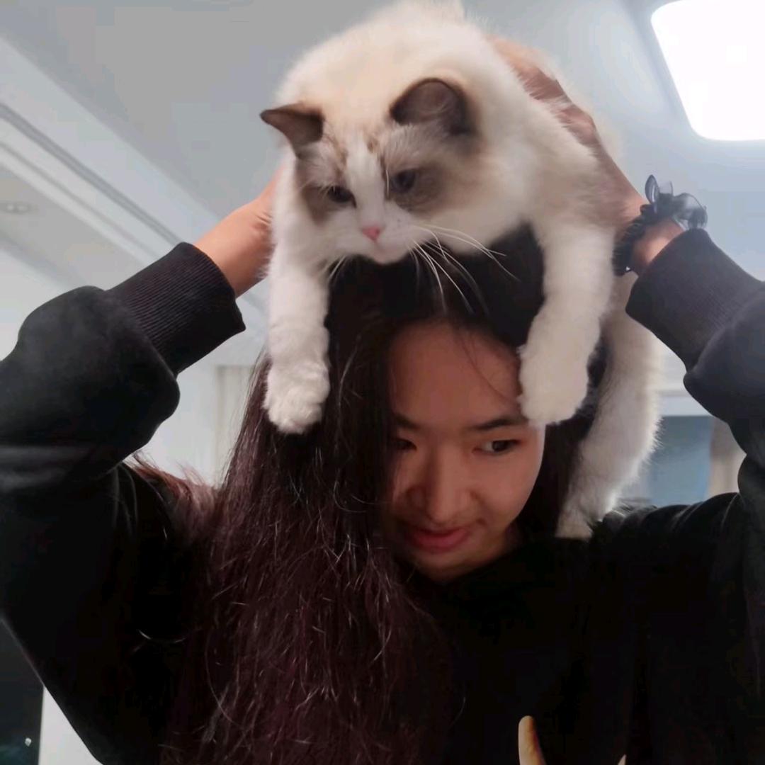 🐈🐈🐈