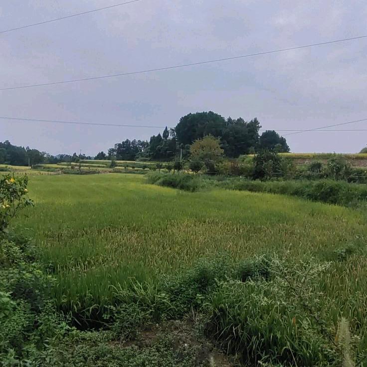 许个愿王