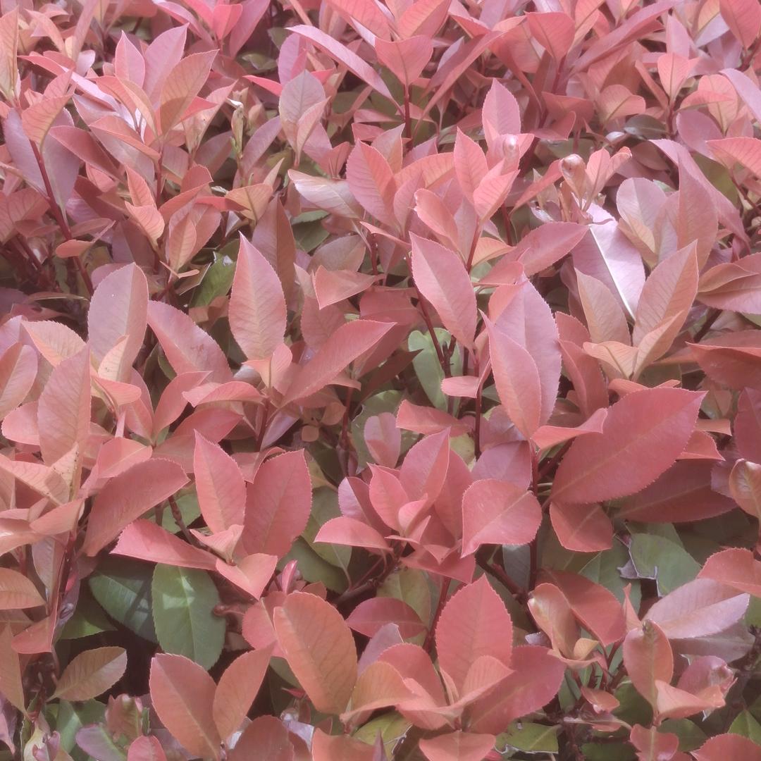 秋天的枫叶🍁🍁