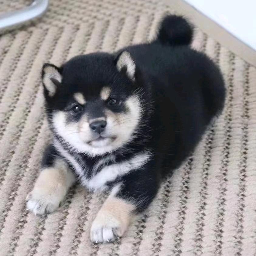 蚌埠霸名堂/豆柴繁育基地