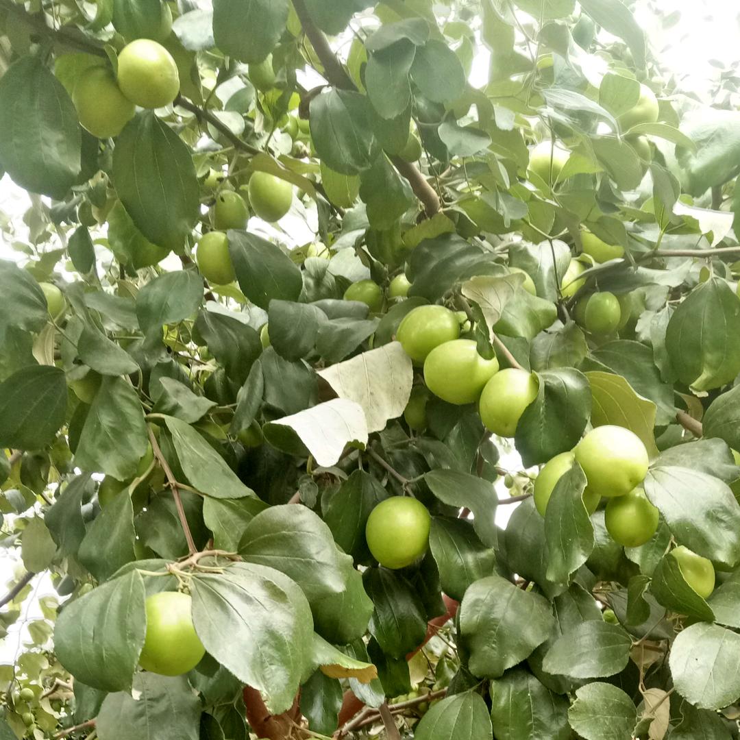 伯柏