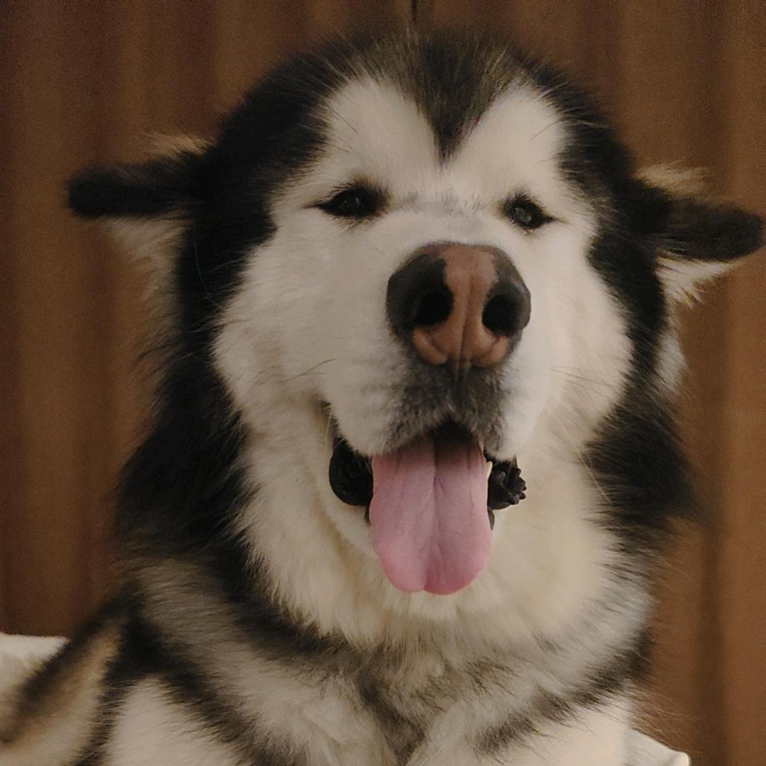 邢台市信都区大花汪宠物寄养