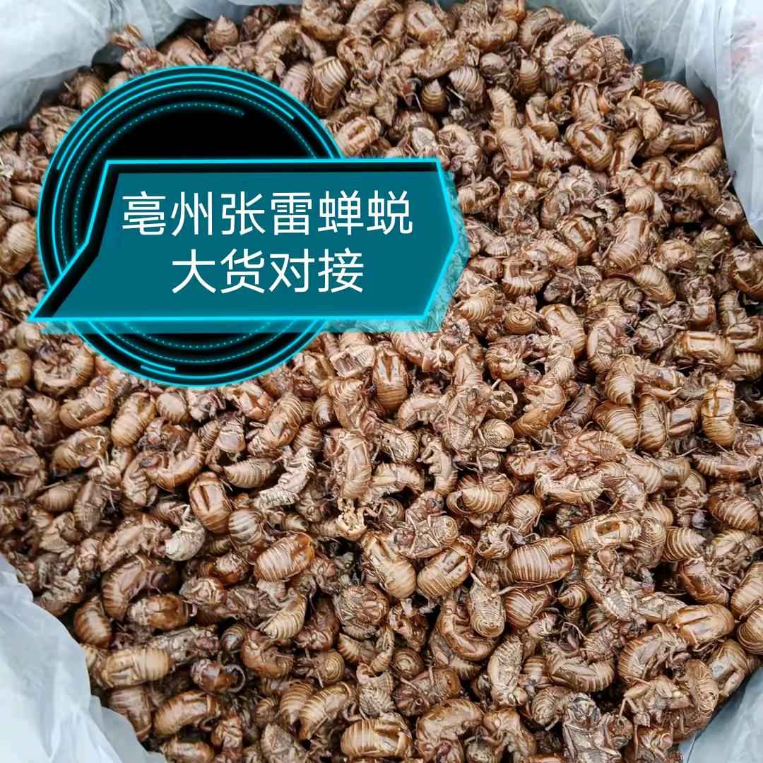 蝉蜕蜂窝购销