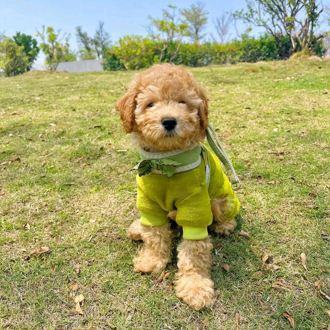 听风铃吹过的日子