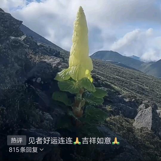 王辰竹