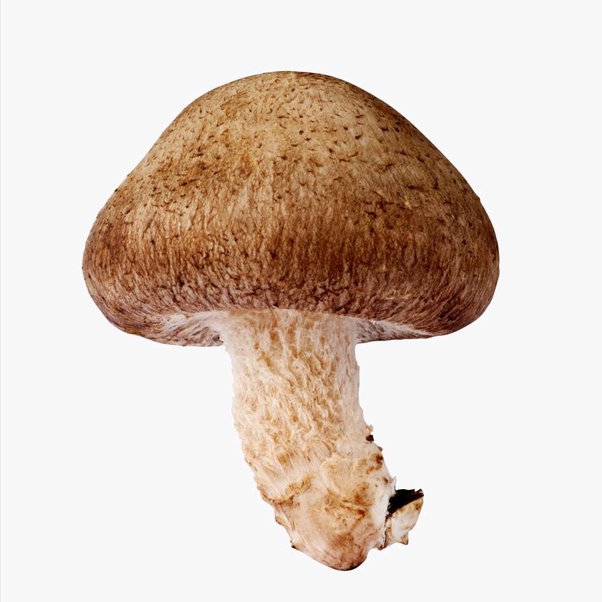 五秒一个红薯🍠