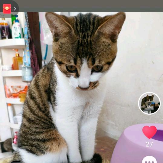 喵喵喵！