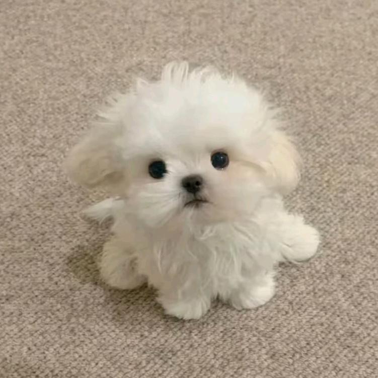 绿鼻涕