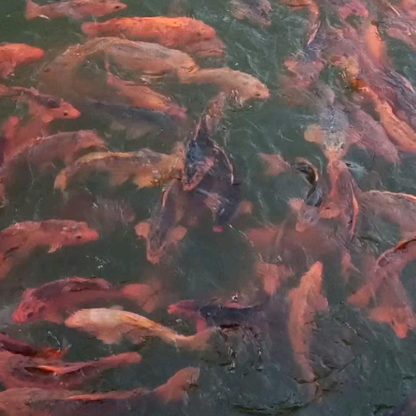 陈环龙