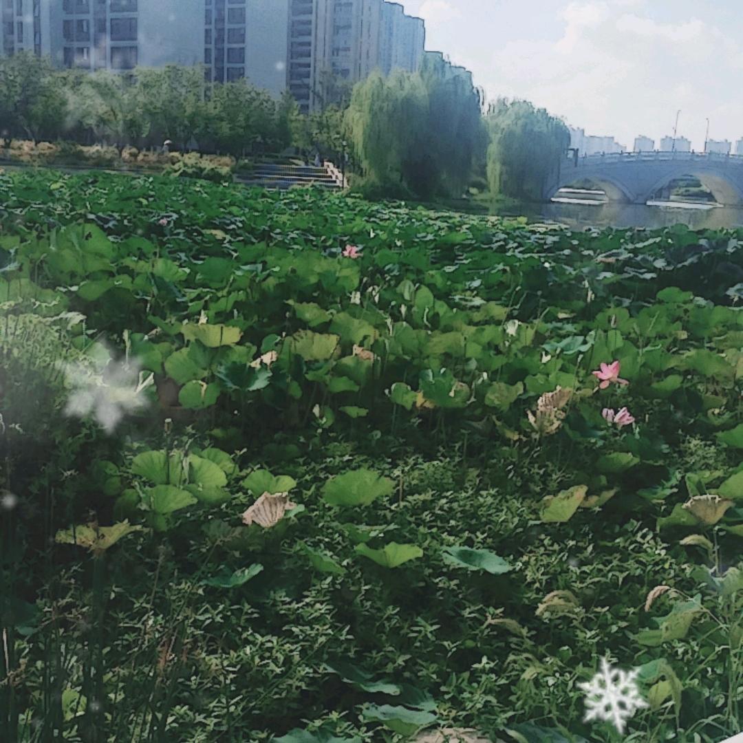 刚子(80后)