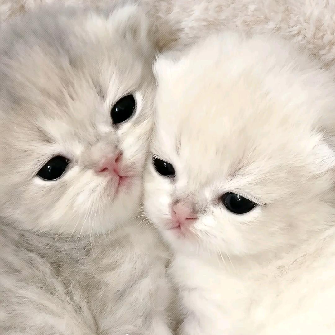 流浪的小猫