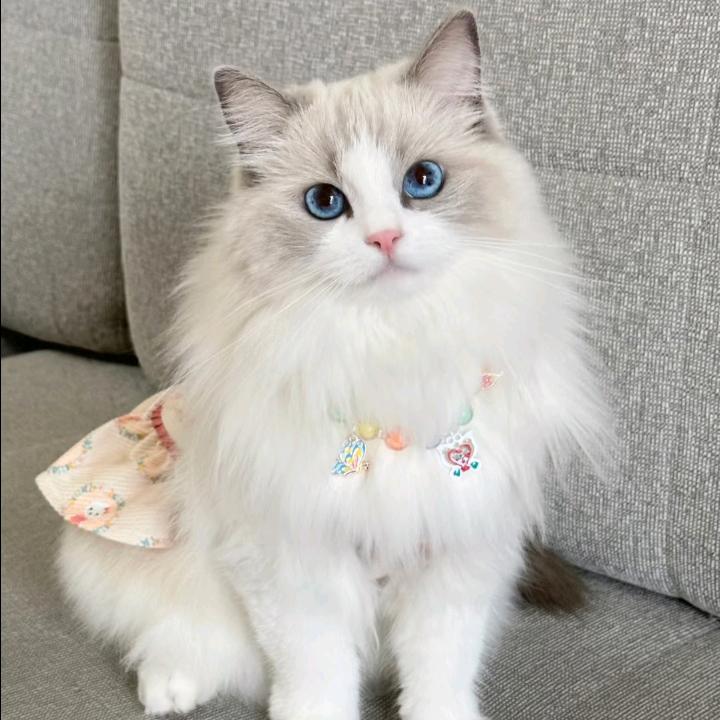 ✨浅梦໒꒰｡•◡•｡꒱ა《初学特效师》