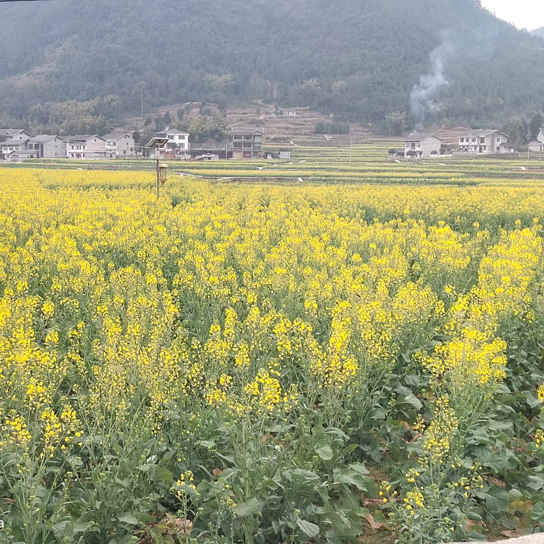 一两水草
