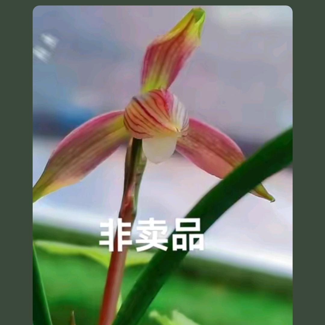 茅台兰花，酒
