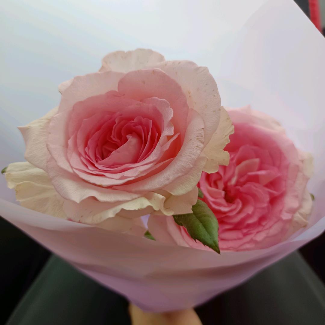 水晶的泪🌺🌺🌺