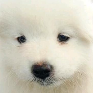 无法逃离的背叛