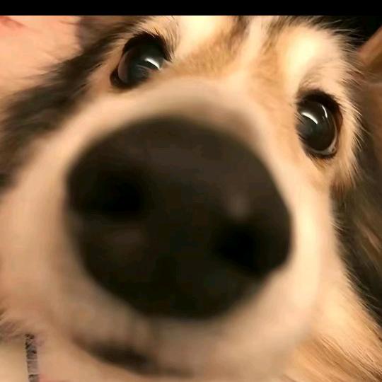 鼻涕熊