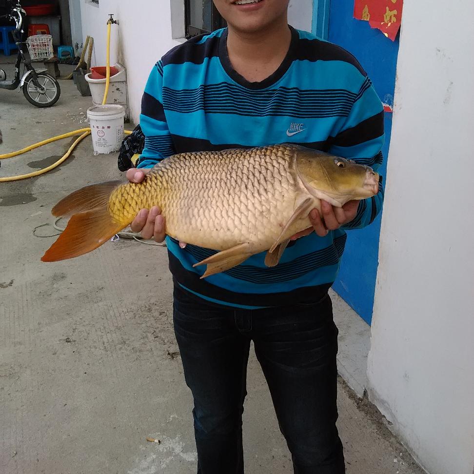 坚决不钓鱼了（有关必回，人还活着）