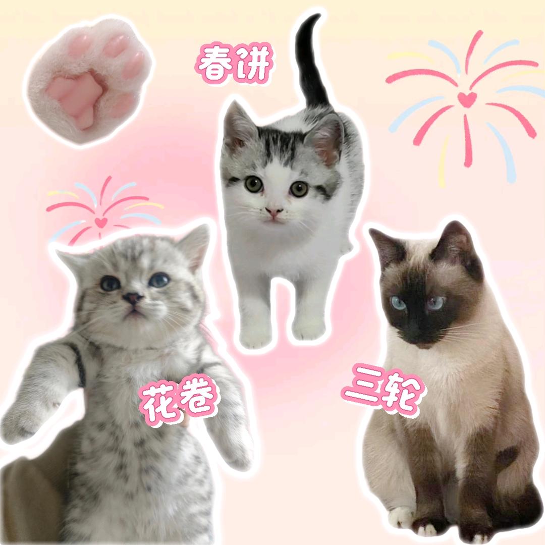 家有三喵🐾