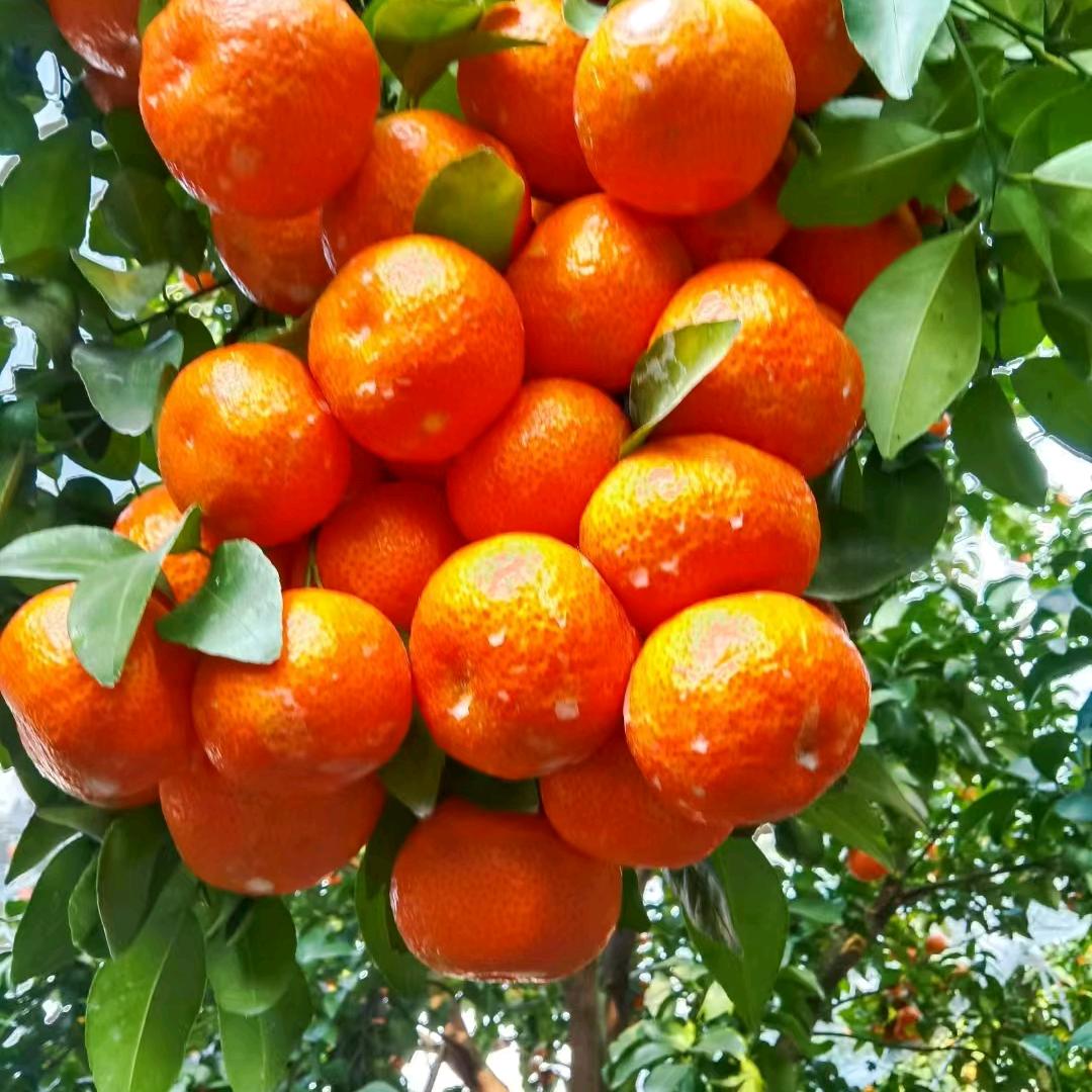 🌅八号🌅当铺🌅