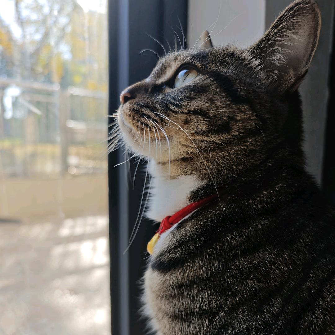 山家小猫今天吃什么