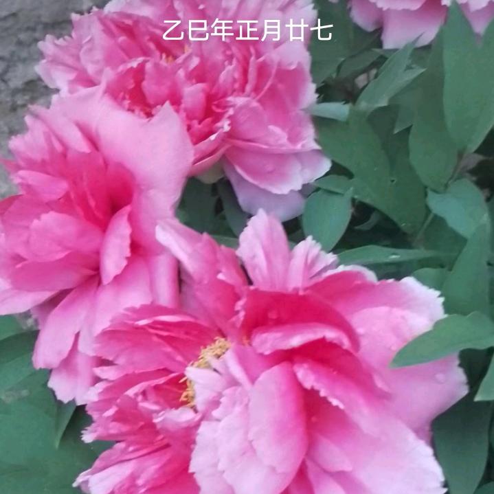 暑往韓來