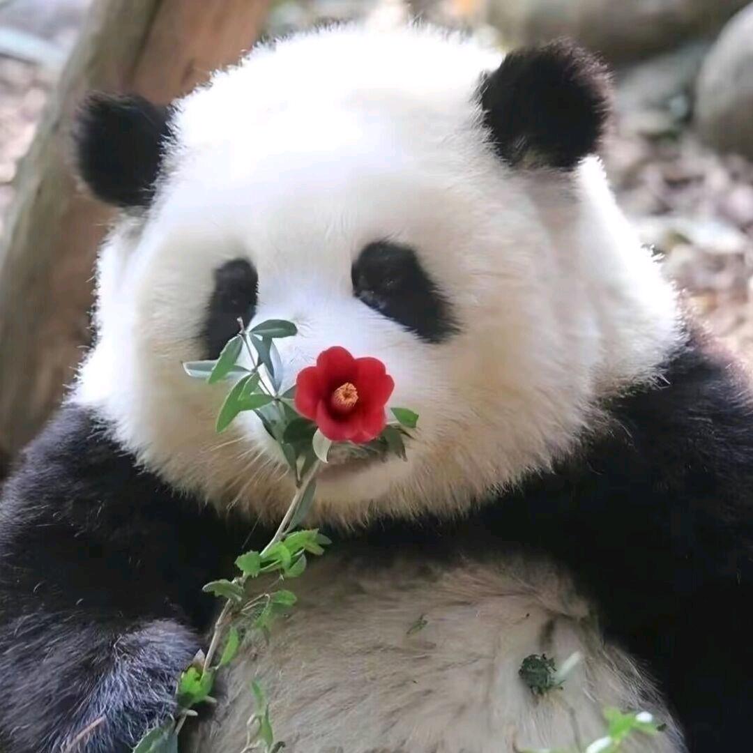 三瓶（改比例）