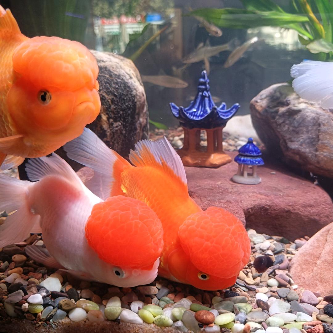 （懒人港）鱼缸。水族箱鱼缸