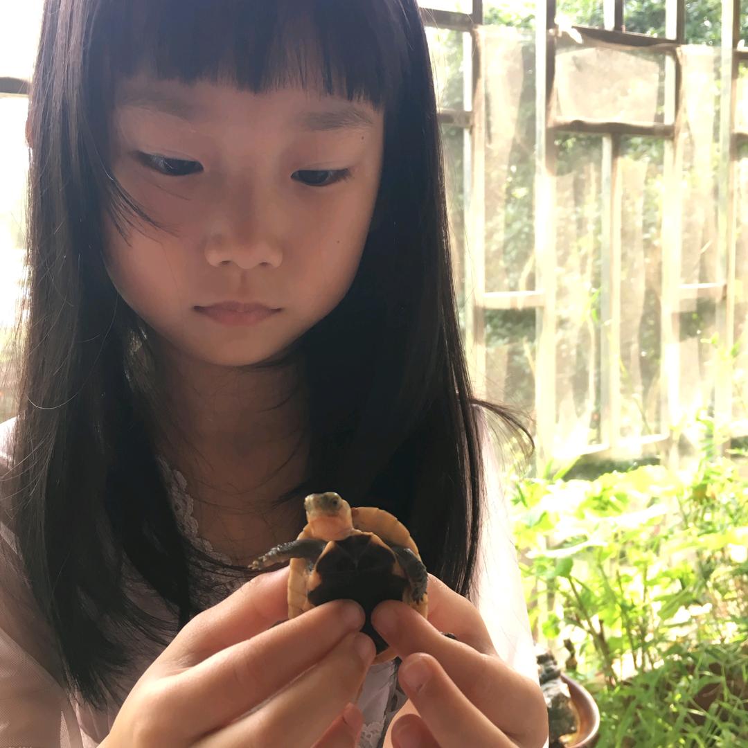 黄缘马克库——柚子