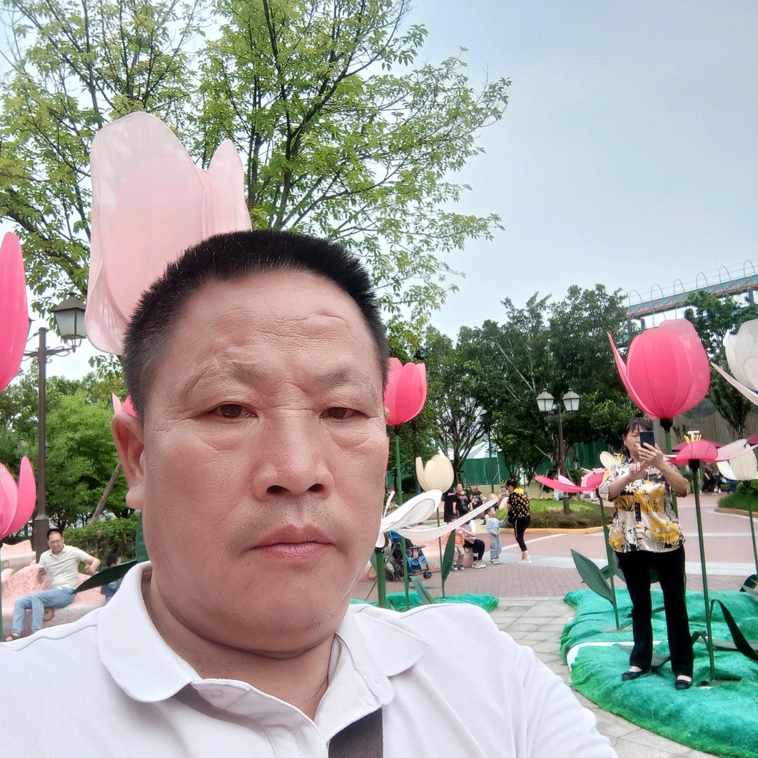 千年不老松