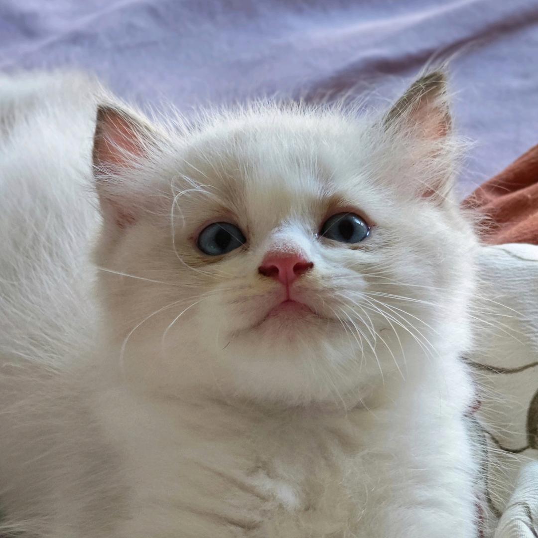 布偶猫奶昔（六只猫）