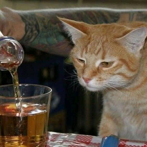 🇱🇹 柏樹🇨🇳