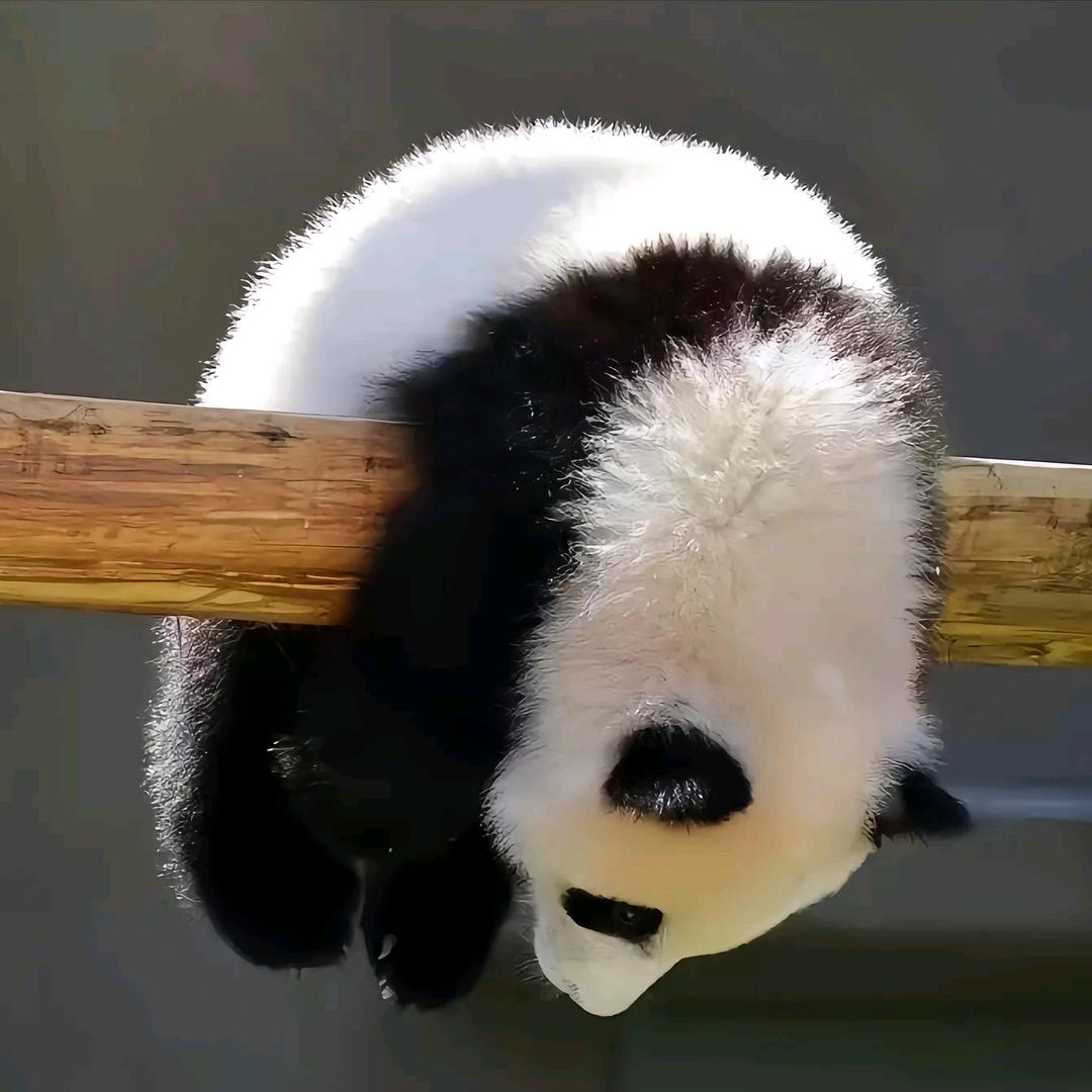 宝子你继续🌚🌚