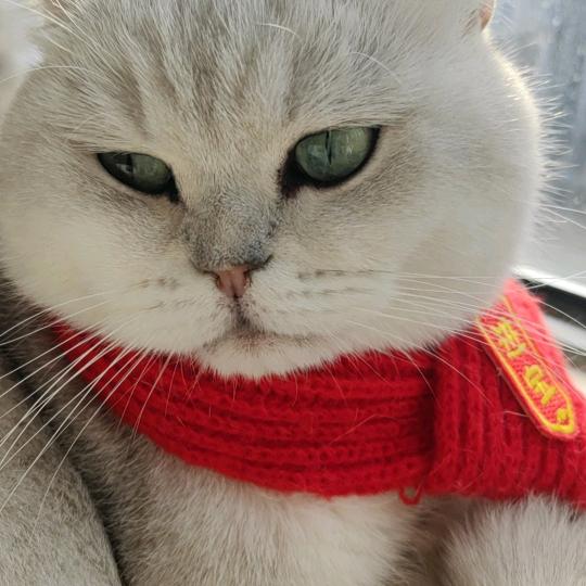 傲娇的小猫🥰