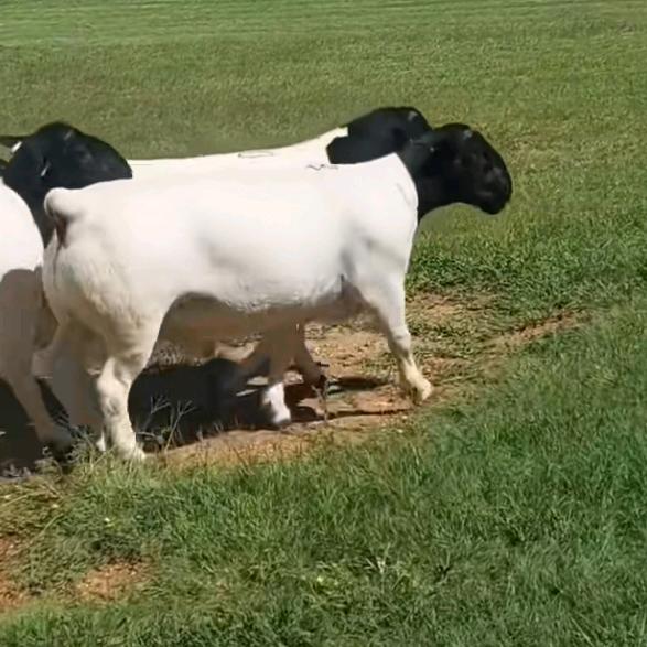 阿卜杜养殖基地