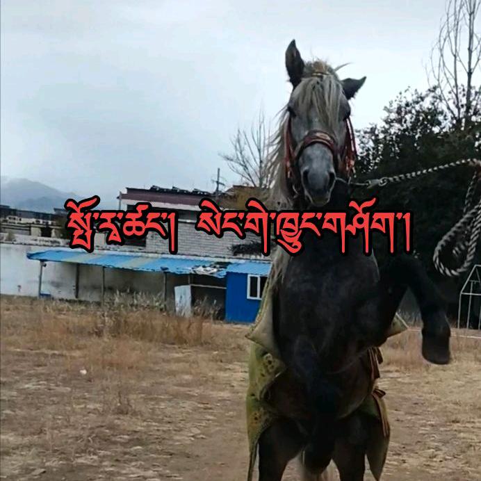 赛马王子